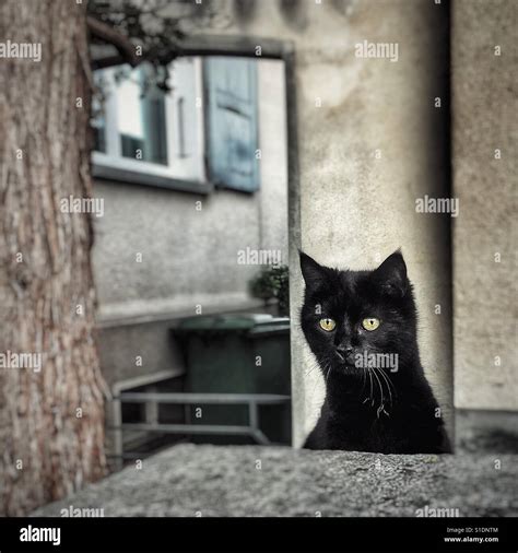Curious Black Cat Peering Over A Wall Stock Photo Alamy