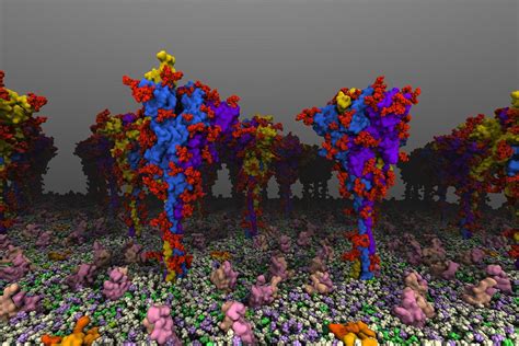 Covid 19 Virus Spike Protein Flexibility Improved By Human Cells Own