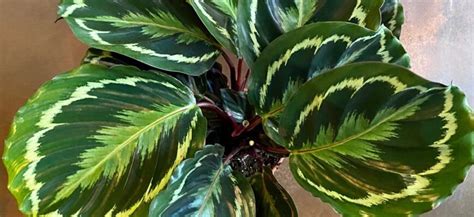 Калатея - Комнатные растения