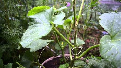 Как правильно прищипывать дыни в открытом грунте