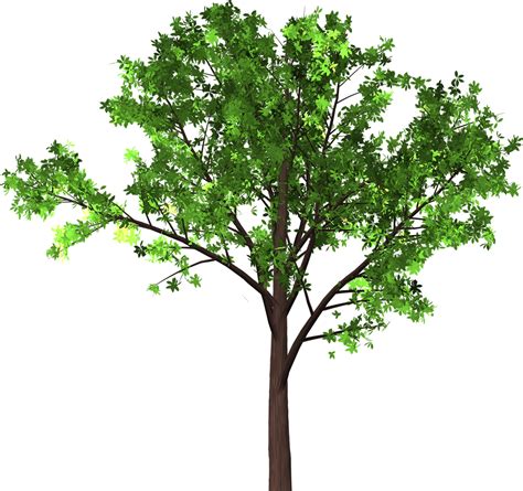 Download Tree Leaves Branches Royalty Free Stock Illustration Image