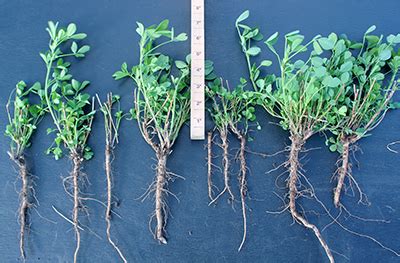 17 When To Plant Alfalfa PadenParizay