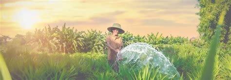 Herb Farm At Ease