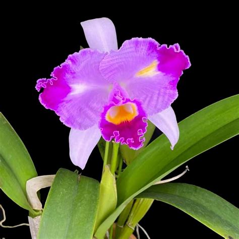 cattleya trianae fma trilabelo lia guna orchids