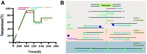 Flowchart And Schematic Diagram Of Pcr Technology A General