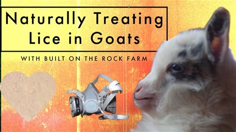 Learn How To Naturally Dust Your Goat For Lice In Under Three Minutes