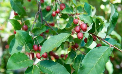 Goumi Bush Goumi Berry Tree For Sale