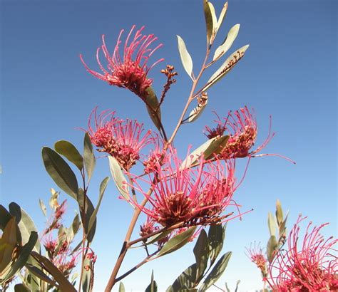 Grevillea Decora From Pentland Qld 4816 Australia On June 20 2008 At