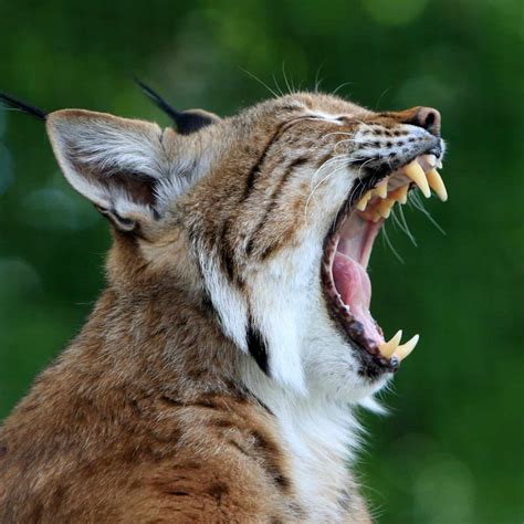 The 25 Most Vicious Chicken Predators