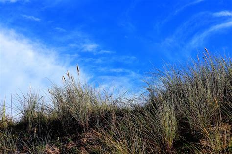 grasses coast nature  photo  pixabay pixabay