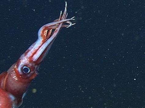 Giant Squid Attacks On Humans