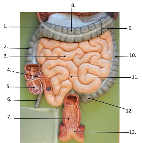 Lower Gi Tract Model Diagram Quizlet