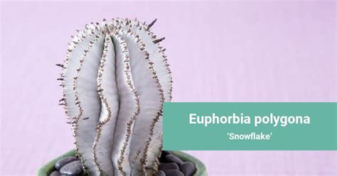Euphorbia Polygona How To Grow And Care For Snowflake Succulents