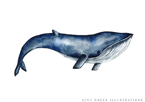 aquarel walvis print walvis tekening waterverf zee poster etsy