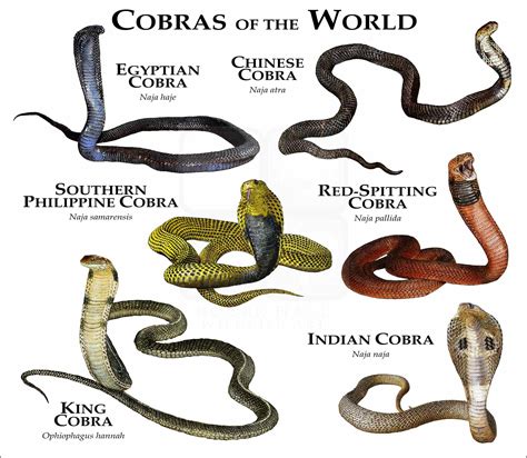 Cobras Of The World Poster Print Inkart