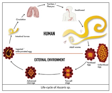 Ascaris Suum Life Cycle