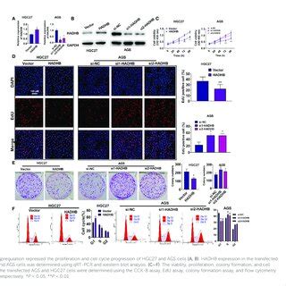 HADHB Upregulation Impeded Tumour Growth In Xenograft BALB C Nude Mice