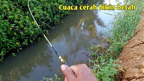 Mancimg Wader Di Selokan Pinggir Sawah Biar Ikan Kecil Banyak Temannya