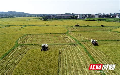 走进县城看发展丨湖南祁阳：守好粮食安全线 服务三农基本盘 政务 永州站 红网