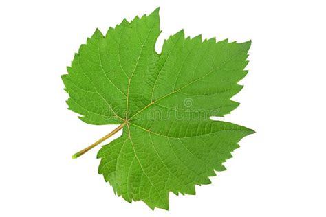 closeup   grape leaf stock image image  background
