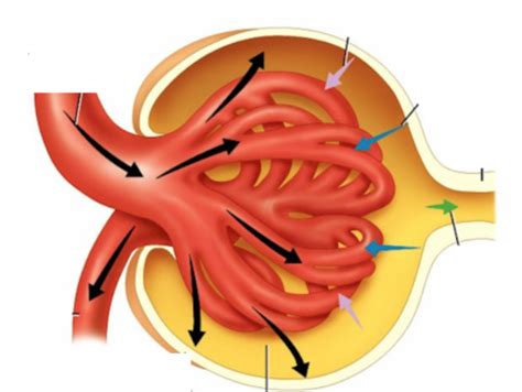 Renal Excretory Function Flashcards Quizlet