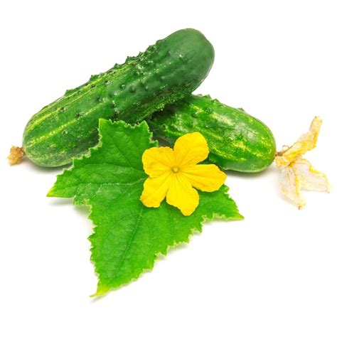 Pepino Con Hojas Y Flores Aislado Sobre Fondo Blanco Foto Premium