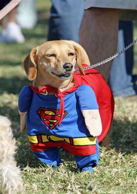 halloween costumes  dogs  overload  cuteness easyday