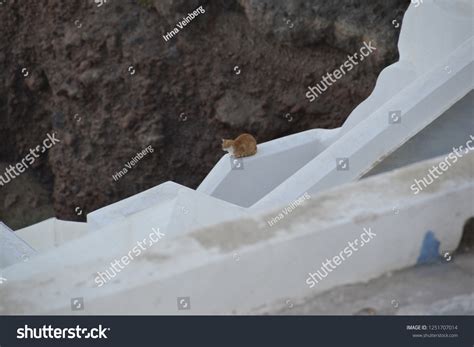 cat oia stock photo  shutterstock