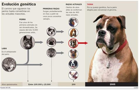 La Evolucion Del Perro Sebastian Diaz Albutria