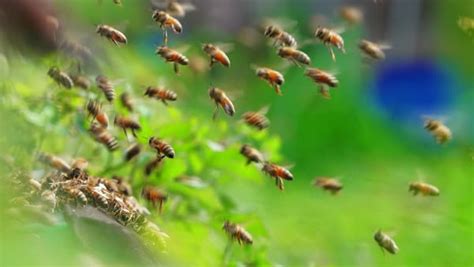 Slow Motion Of Big Swarm Of Honey Bees Flying Around Beehive In Apiary