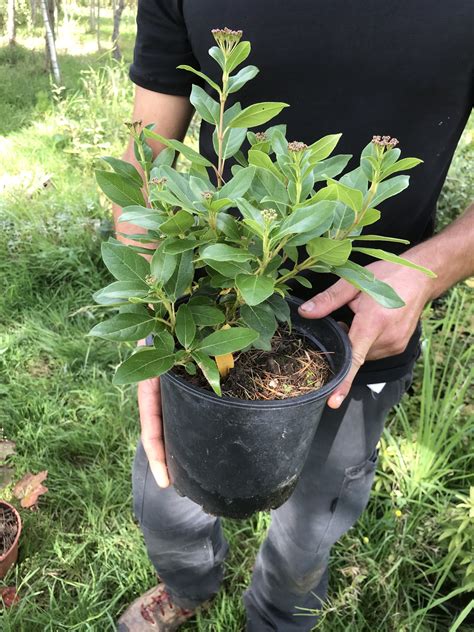 Eve Price Viburnum Plants Plant Planets