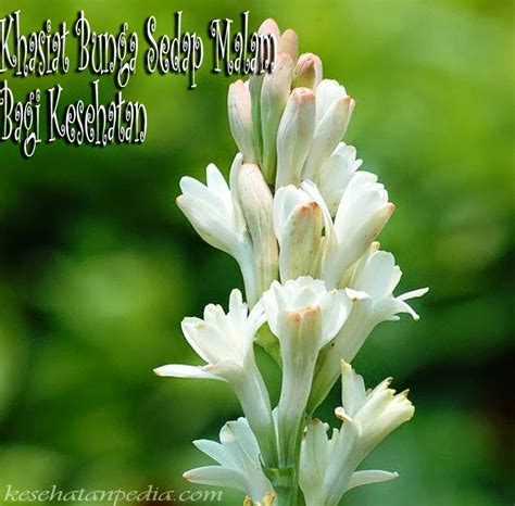 manfaat bunga sedap malam  kesehatan tubuh kesehatanpedia