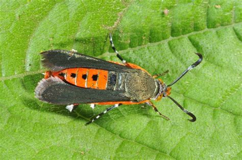 Clearwing moths – Identification, Life Cycle, Facts & Pictures