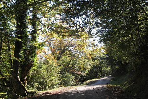 1634 Asturias Parque natural del Ponga Bosque de Peloño Joan