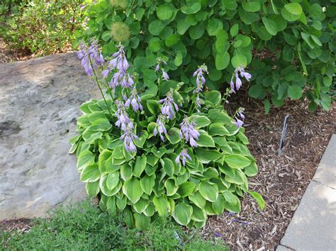 Hostas Or Plantain Lilies 2 Plantain Lily Shade Flowers Backyard