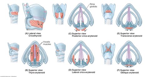 laryngeal vestibule closure Flashcards | Quizlet