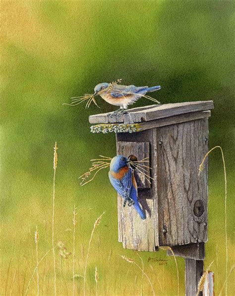 Western Bluebirds Watercolor Painting Giclee Print of | Etsy | Bluebird