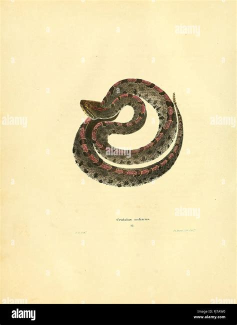 Comprehensive Guide To North American Reptiles And Amphibians