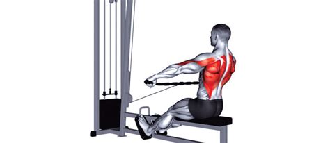 Тяга нижнего блока к поясу: техника выполнения тяги горизонтального ...