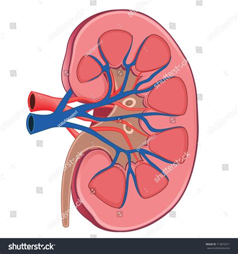 Kidney Diagram Unlabeled