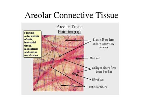 Areolar Connective Tissue - ppt download