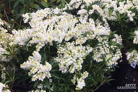 The Best Early Spring Flowering Shrubs For The Garden