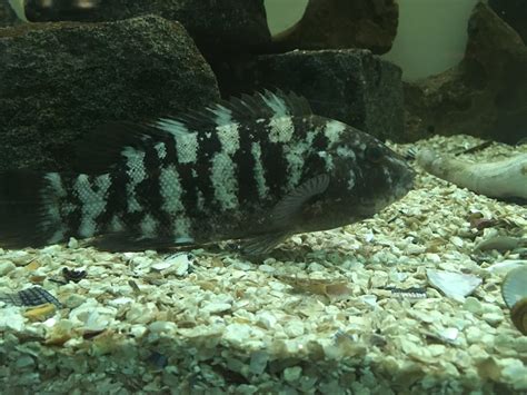 Oyster aquaculture provides habitat for fish and invertebrates – Fish