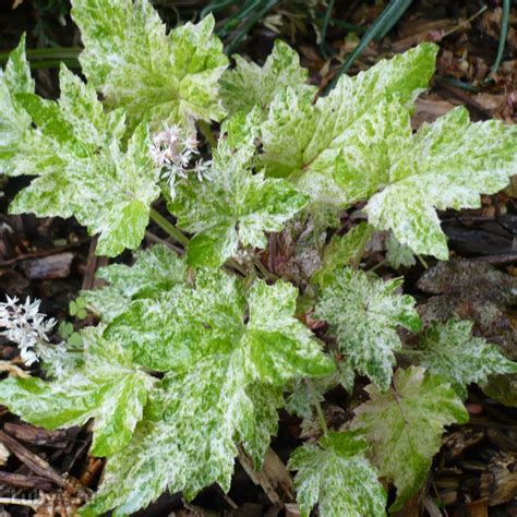 Тиарелла Херонсвуд Мист (Heronswood Mist) купить в интернет-магазине ...