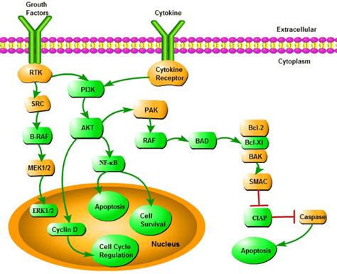 The Dysregulated Proteins From The ET With CALR Mutation Highlighted In