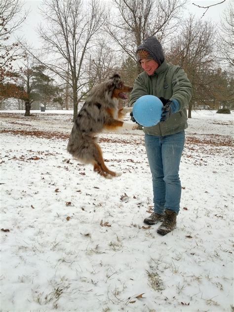 How Big Do Male Mini Australian Shepherds Get