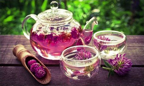 Клевер луговой: лечебные свойства и противопоказания | Red clover tea ...