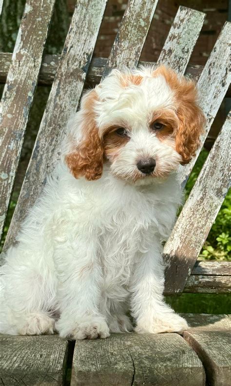 Millie Cavapoo Puppy 💗 Puppy Behavior & Obedience Trained SOLD