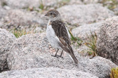 Latest bird sightings in the Scottish Highlands - Highland Birds