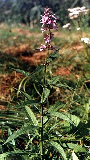 Stachys palustris czyściec błotny